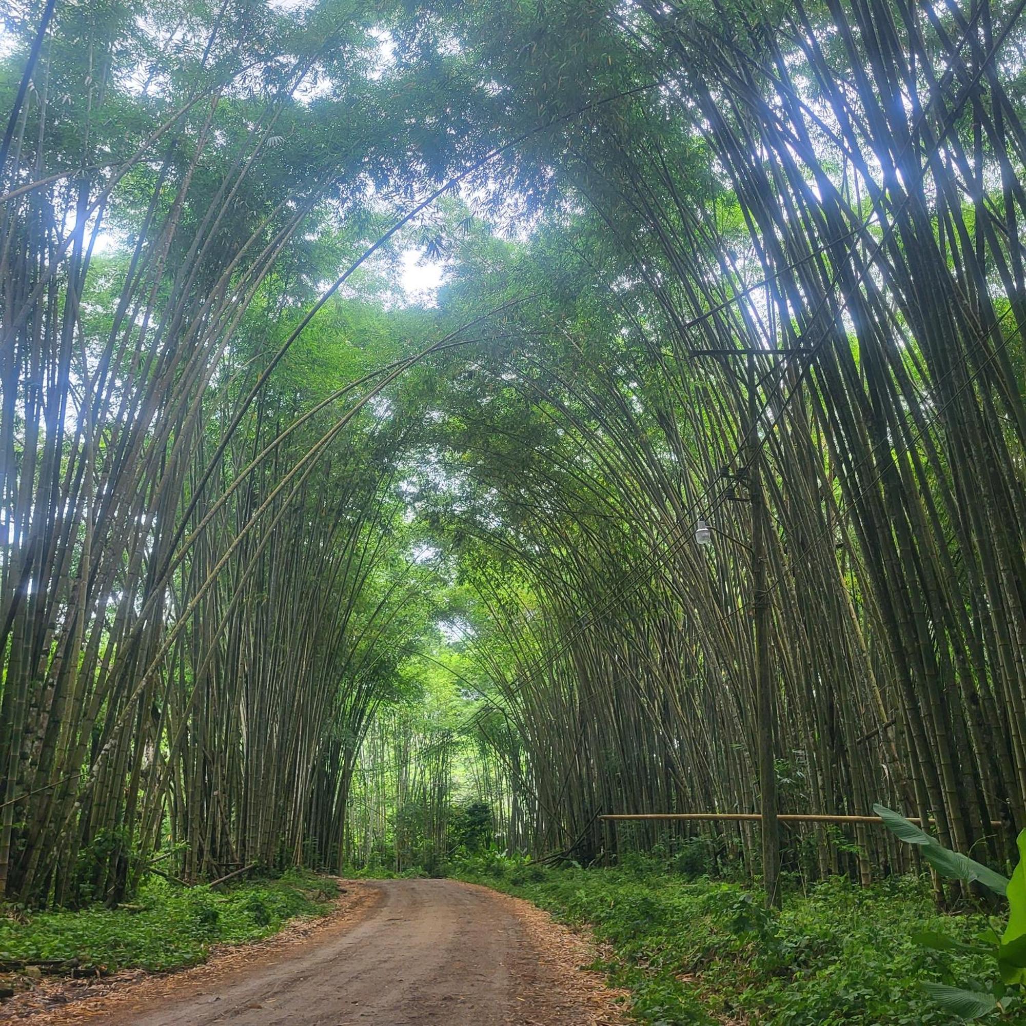 Madre Terra Uvita Exterior foto